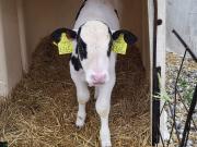 Holstein-fríz borjú