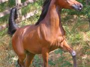 Ghazalat al Khalediah, vagyis PA Gizi (PA Gazsi x Argentinna SS)