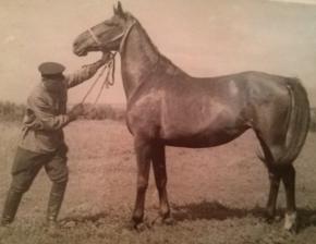 Kópia, 1938. évi pej, noniusz kanca (Nonius I x 523 Nonius XLII)