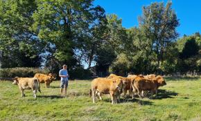Auvergne-i szarvasmarhatartás (Franciaország)