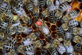 Fotó: Suhayda László