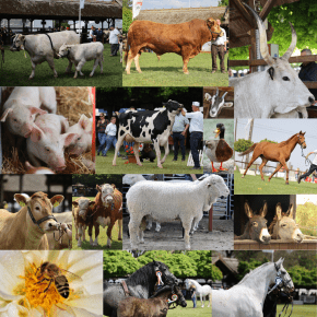 Fotók: Mesterházi József és Canva