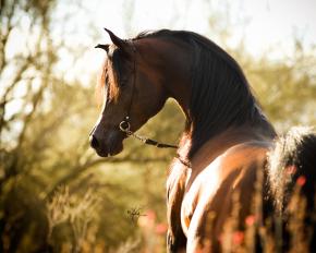 PA Gazsi (Gazal Al Shaqab x Memphis NA)